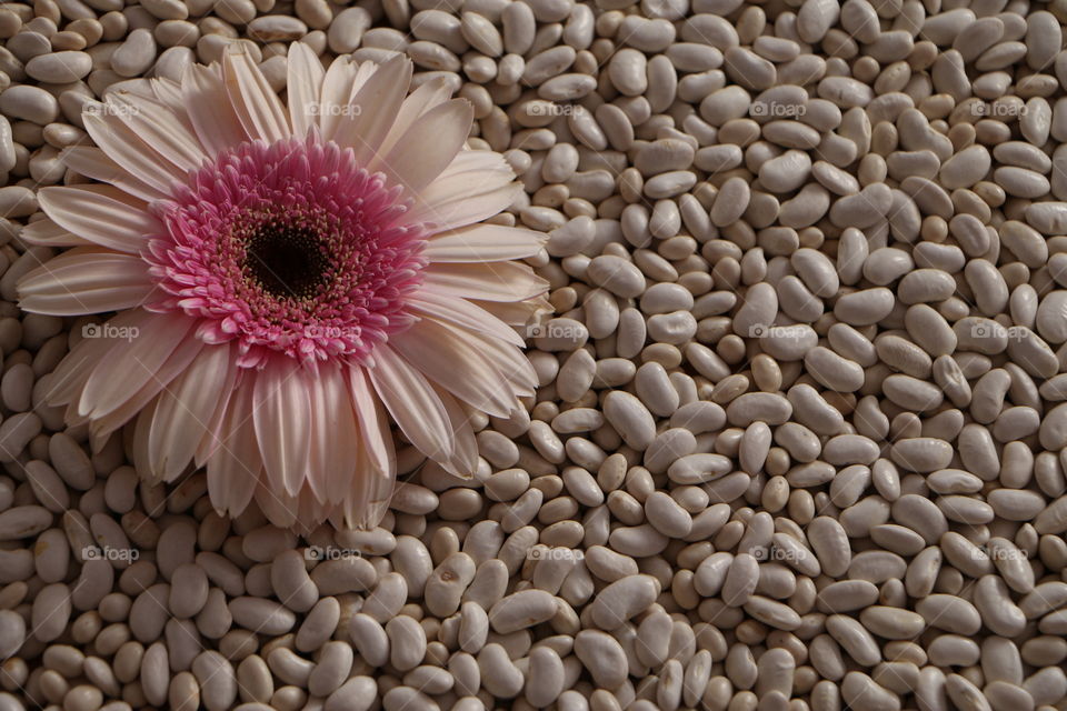 High angle view of beans and flower