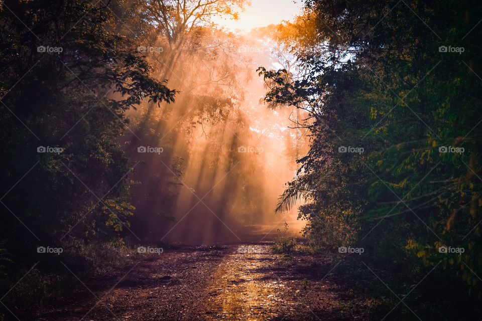 Sunbeams through tree top