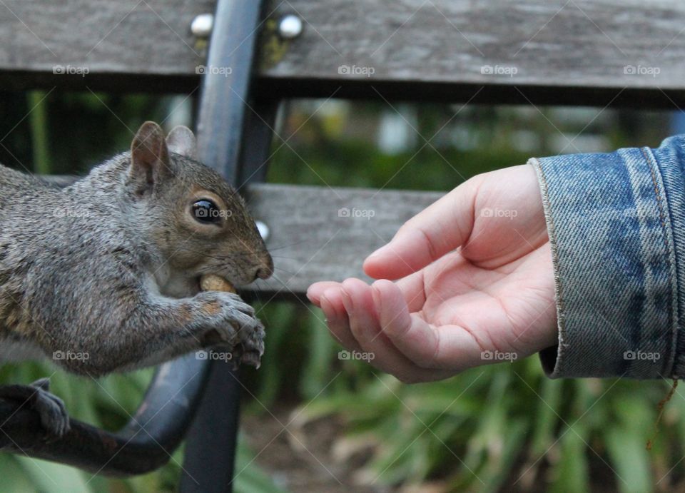 A person feeding squirrel