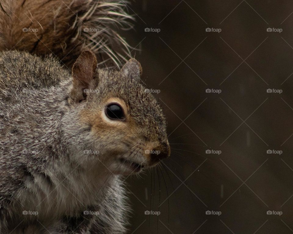 Surprised and curious Grey Squirrel 