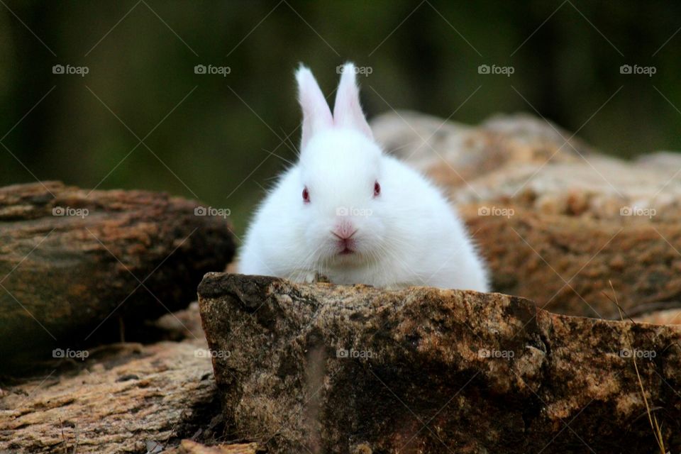 Baby Rabbit