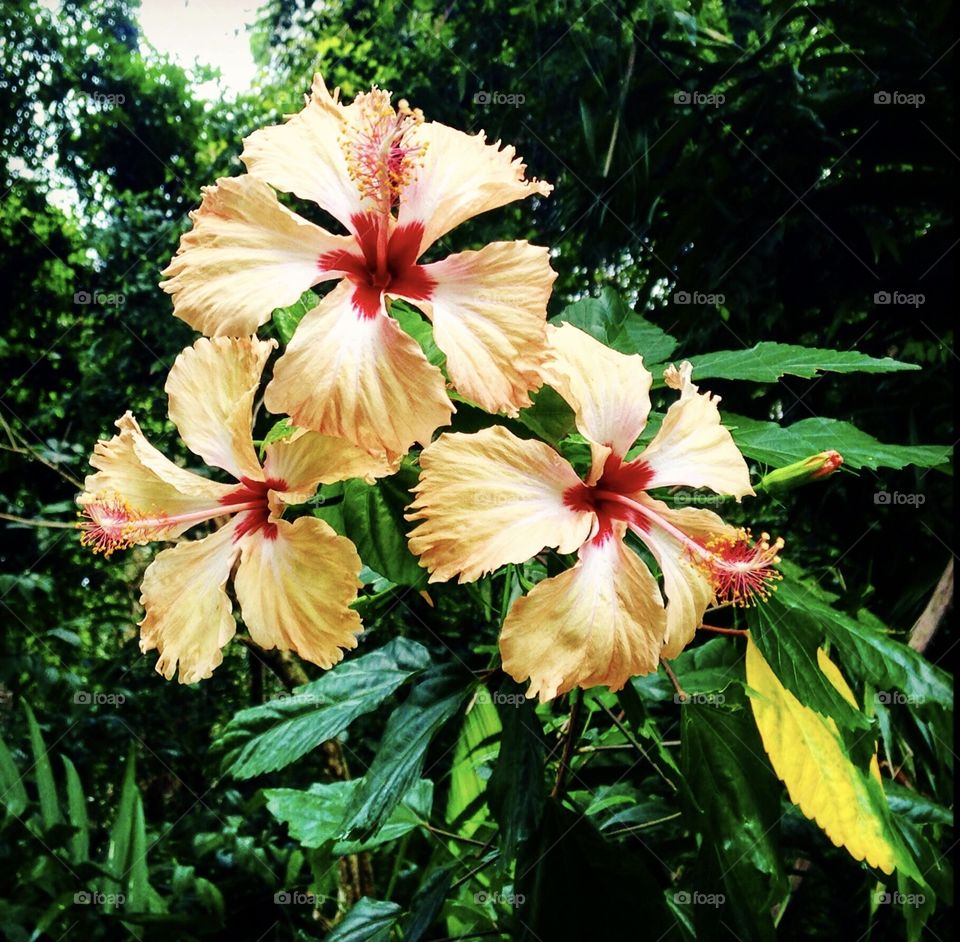 Atlantic forest flowers on the coast of Bahia, Brazil