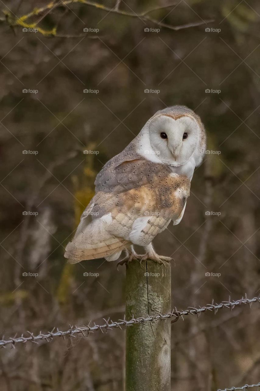 A close up of a barn owl