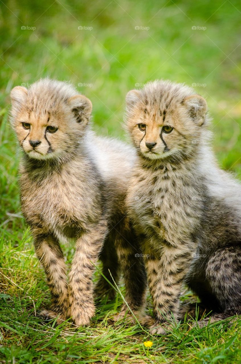 the two baby lion cute