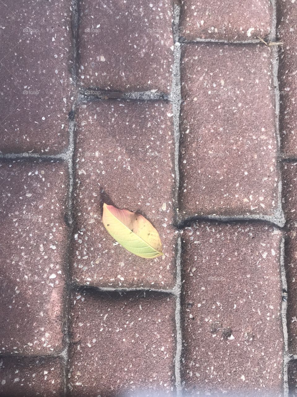 Fall leaf
