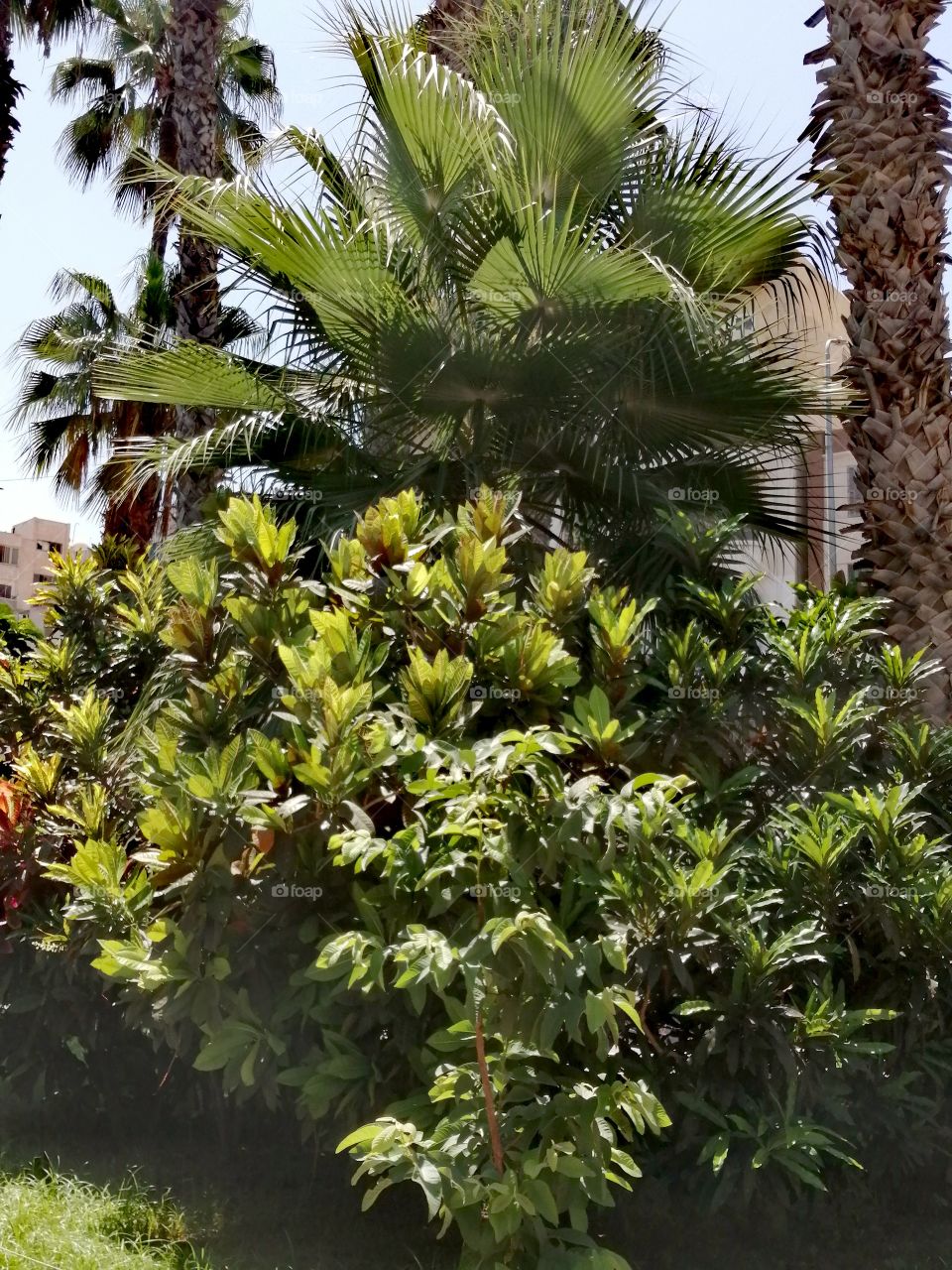 A variety of green plants amidst beautiful palm trees and clear blue skies