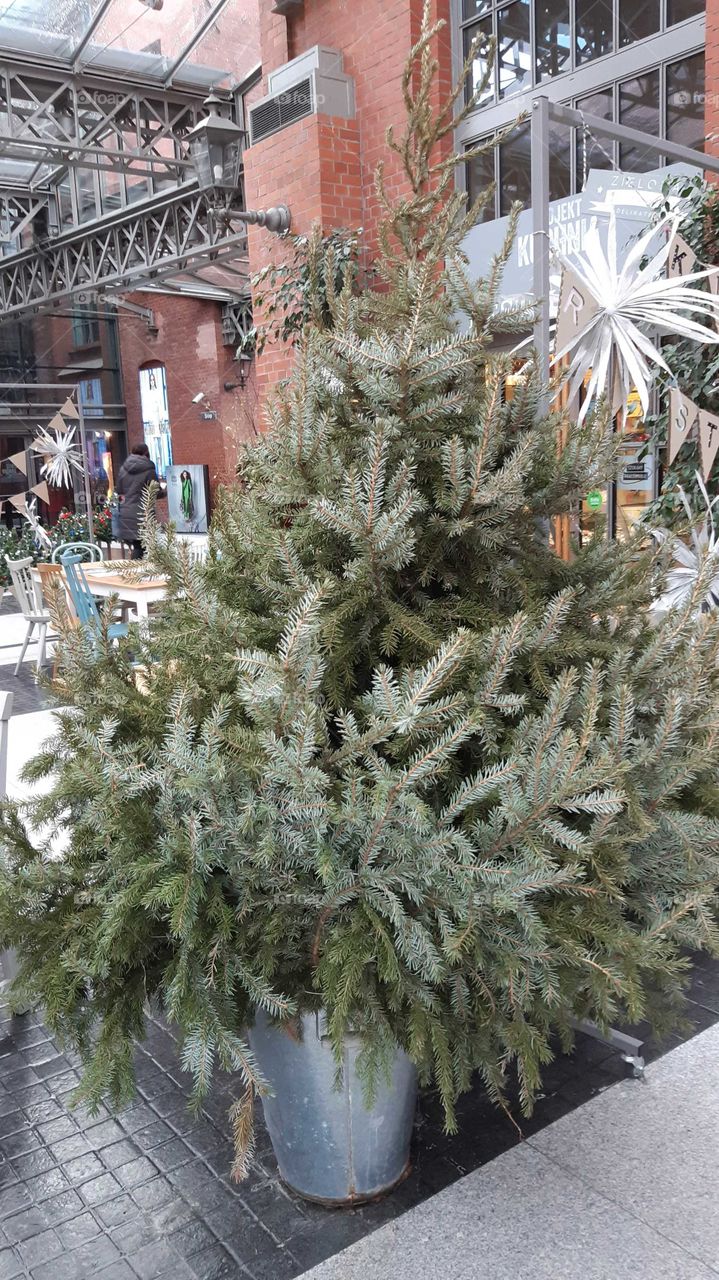Winter, Christmas, Tree, Decoration, Evergreen