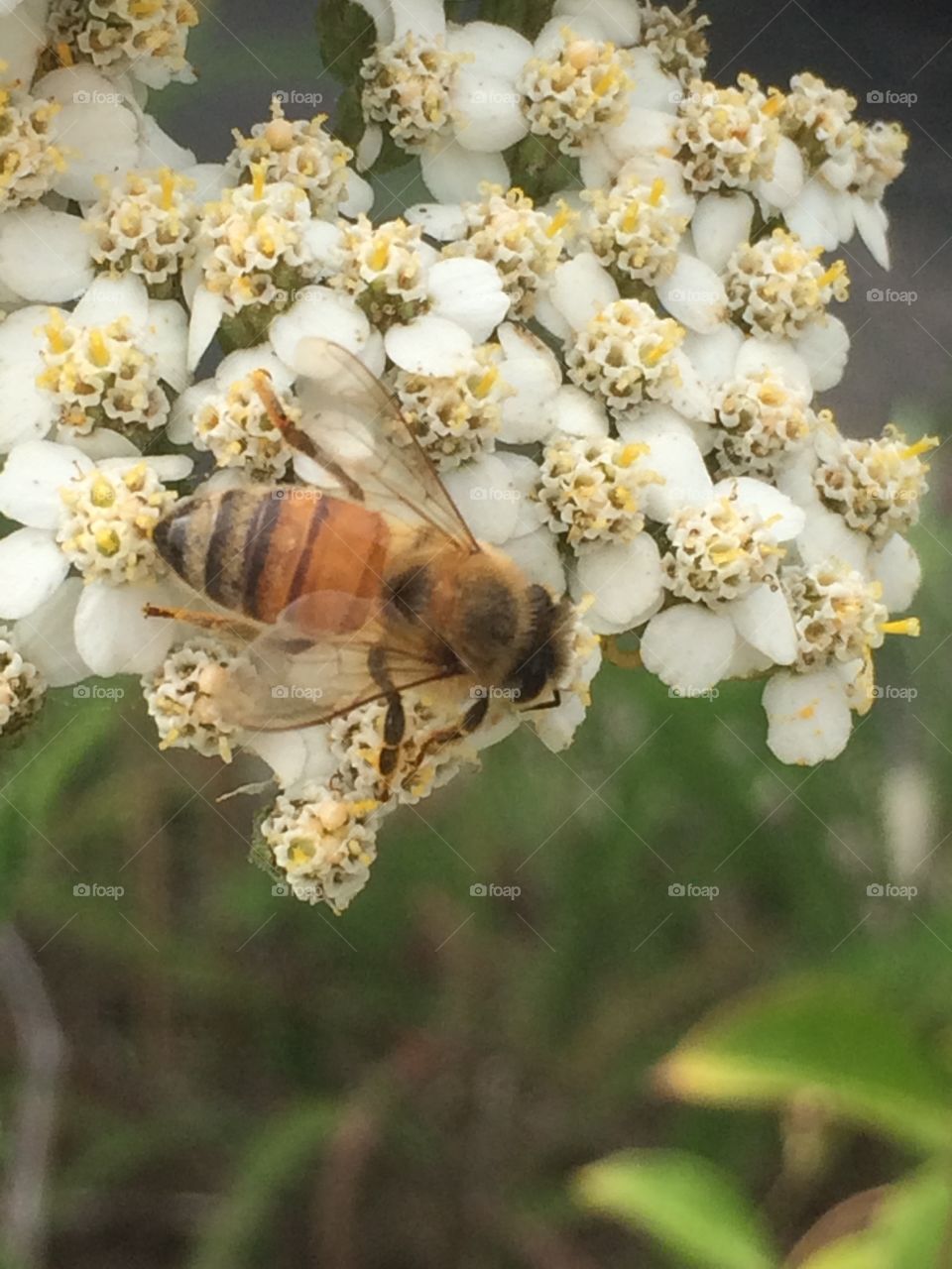 Bee on flowe