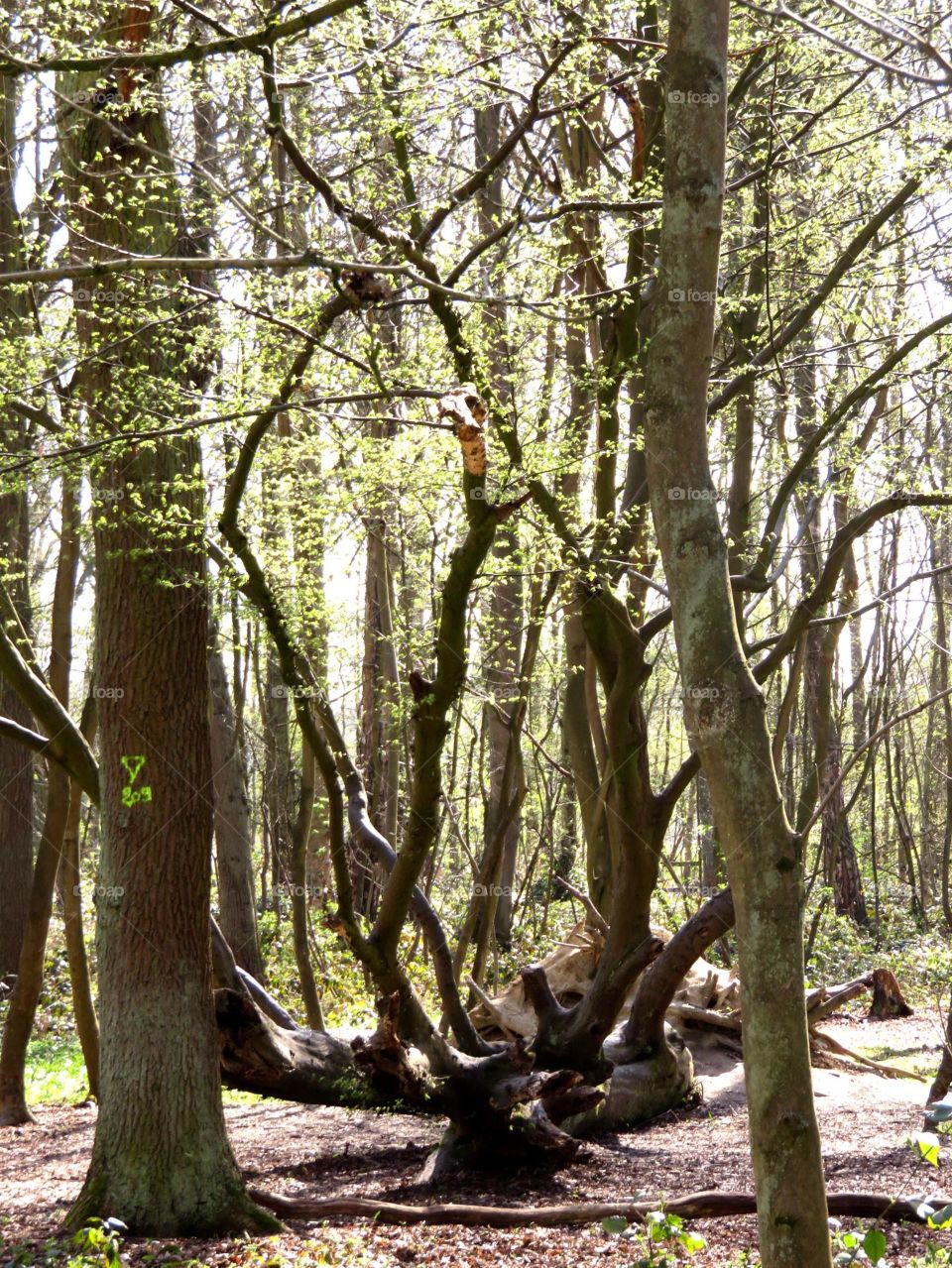 Not so dead tree 