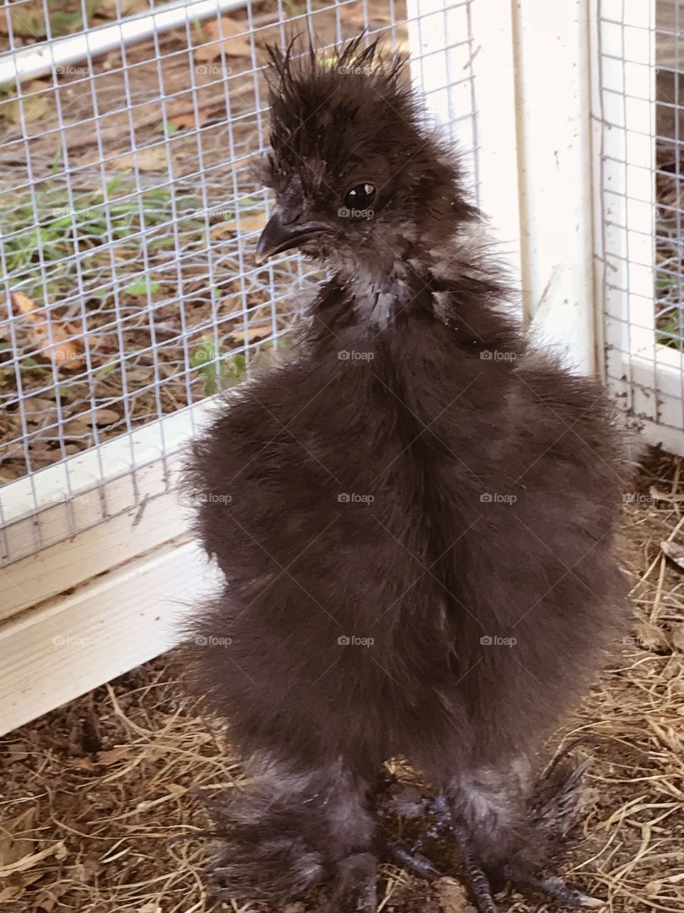 Silkie bantam chick