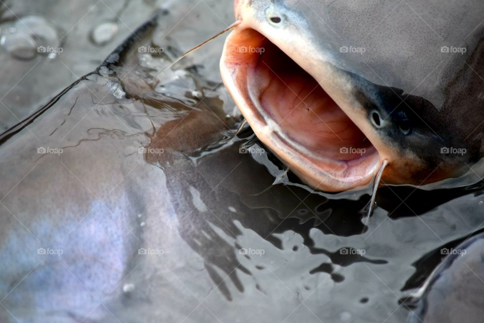 Fish is open mouth