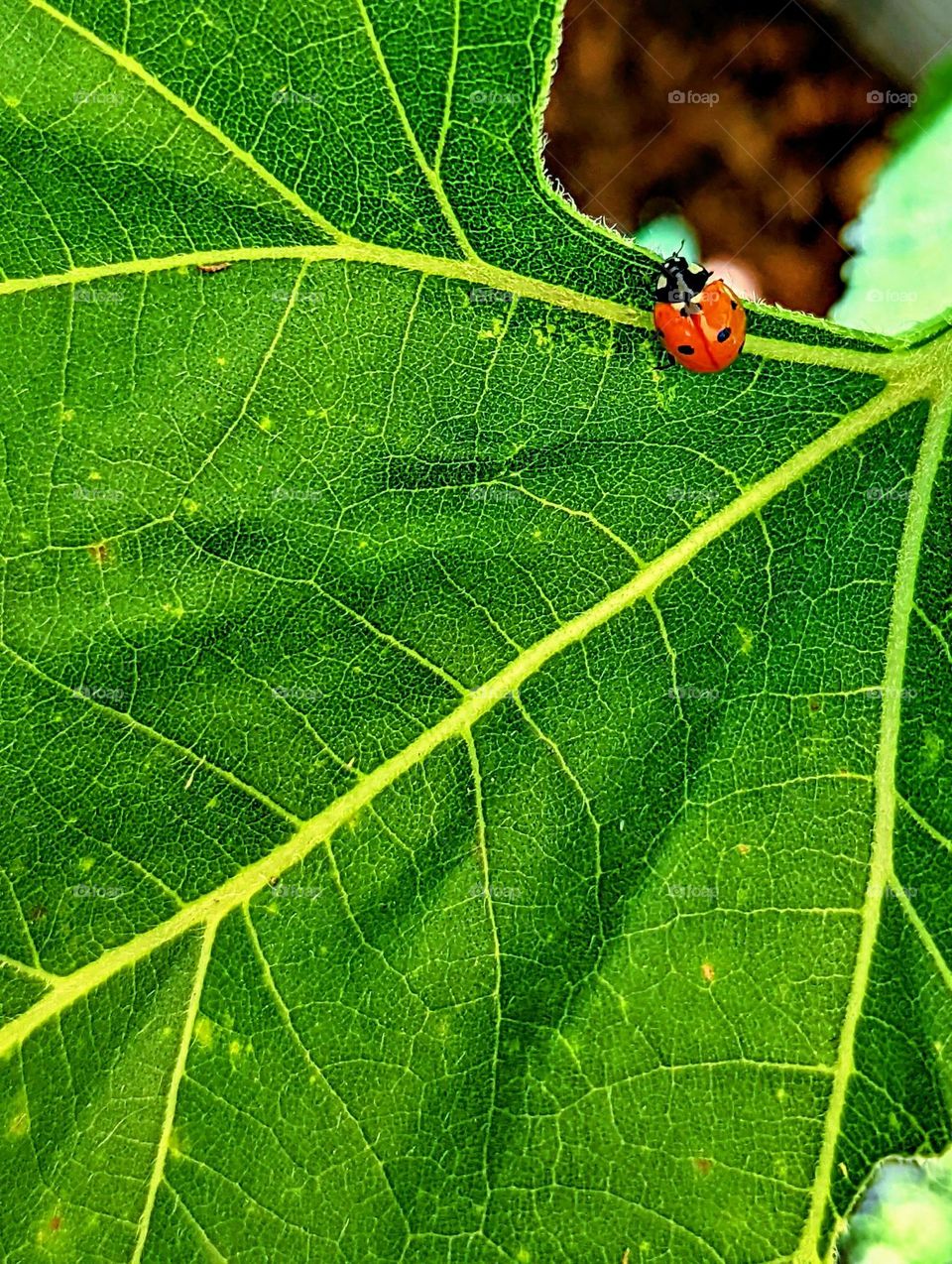 A spot of red in the garden with a lady bug on sunflower leaves.