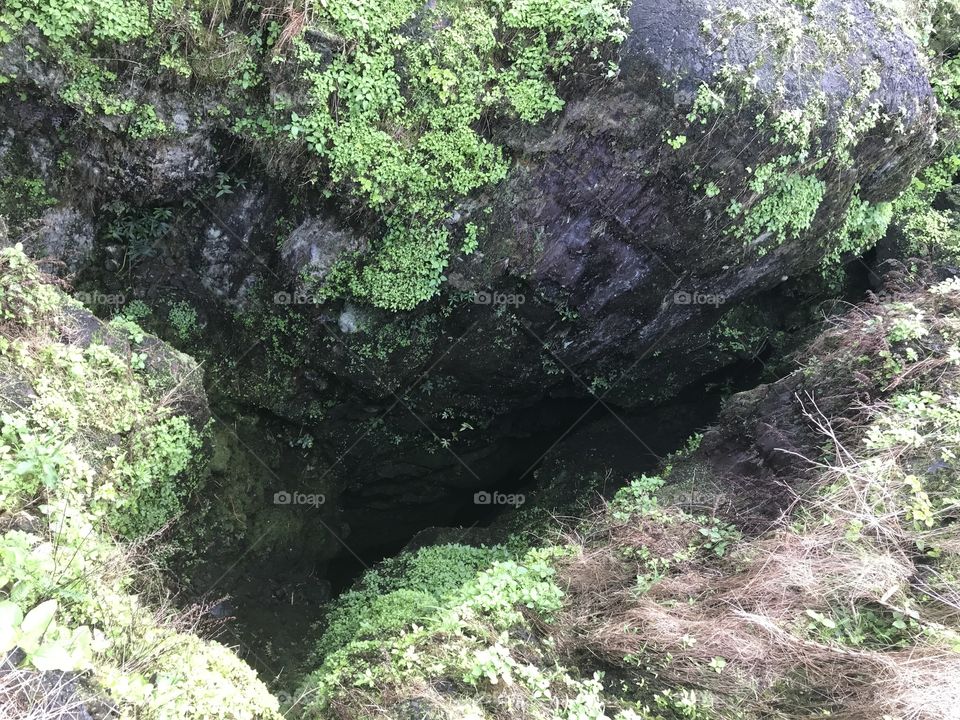 Lava tube with moss & ferns. 
