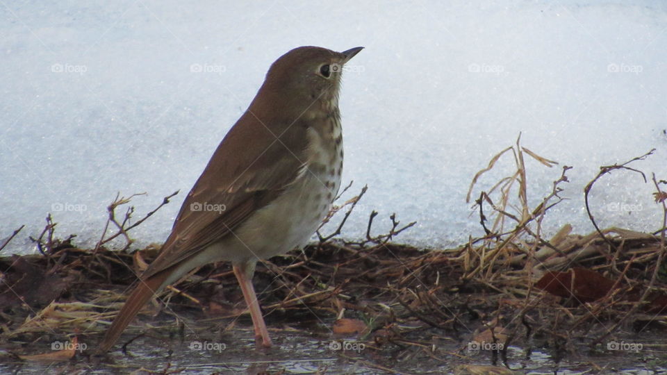 Hermit thrush