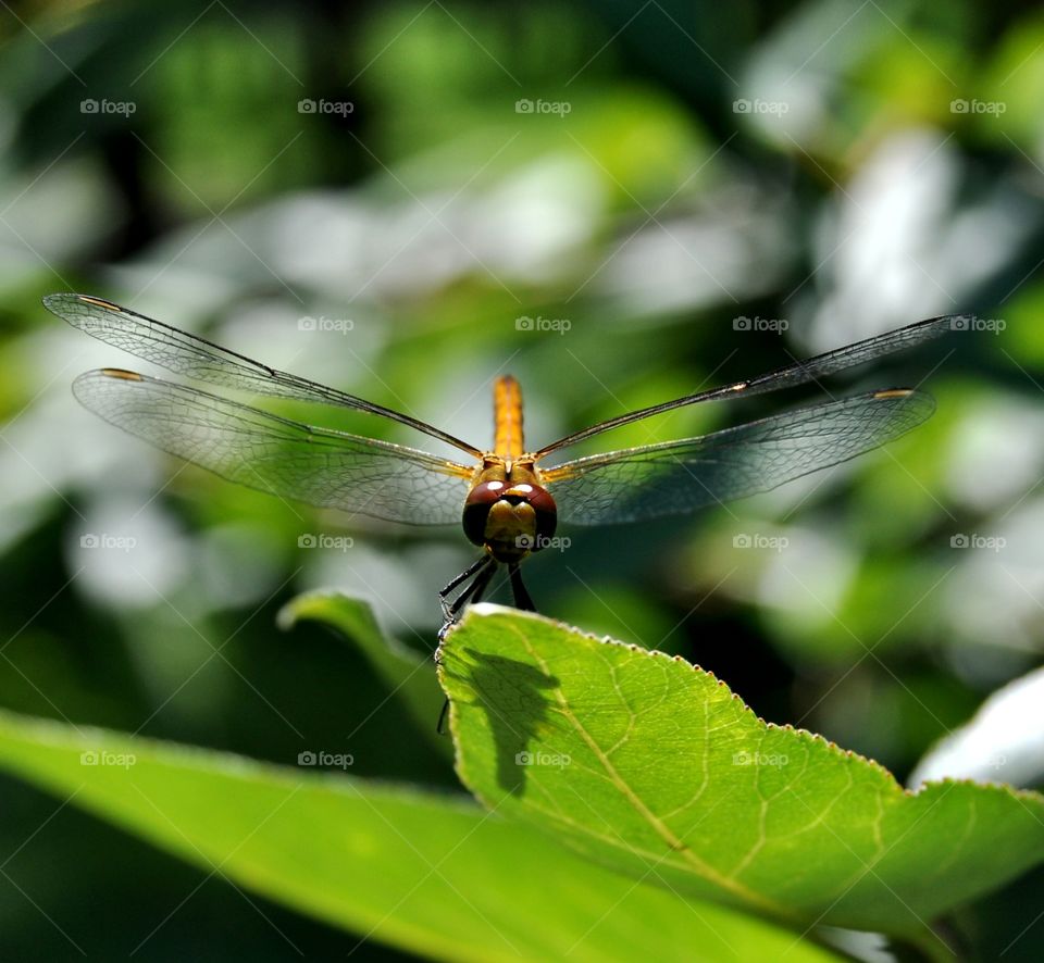 Dragonfly perching on leaf