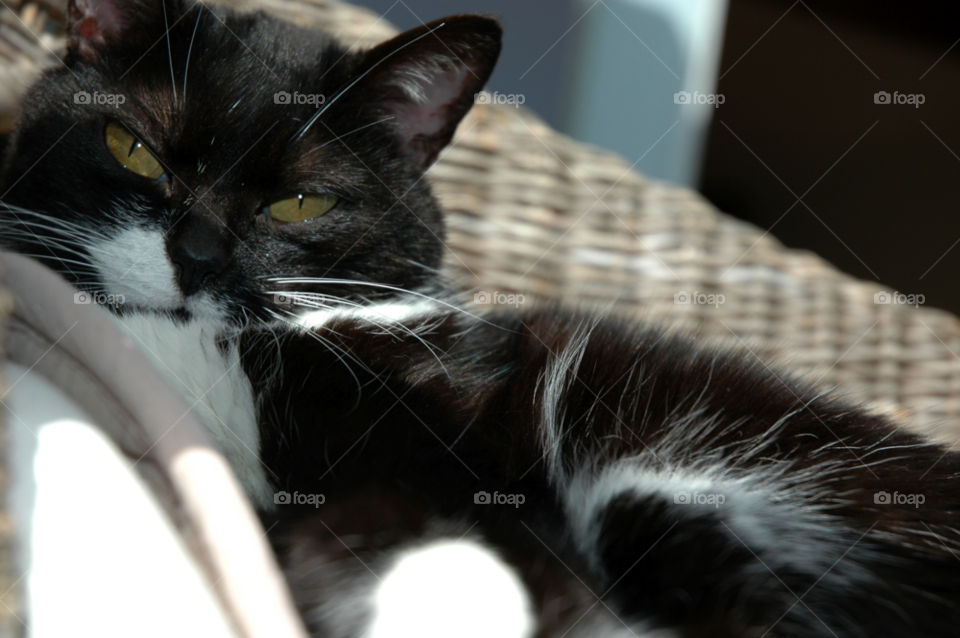 sun cat sleep by ibphotography