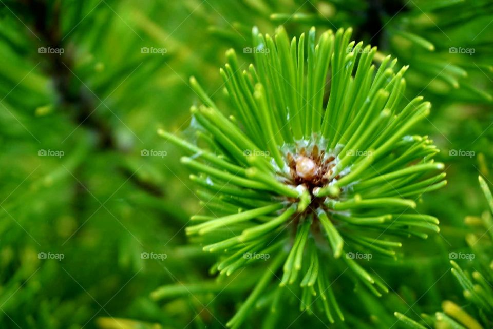 pine tree