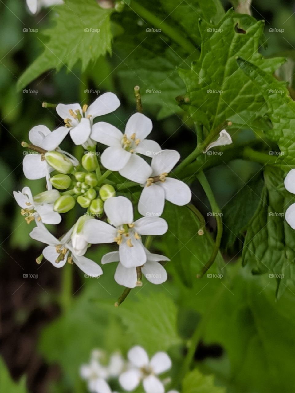 white flowers