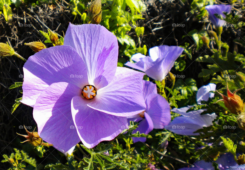 purple flower