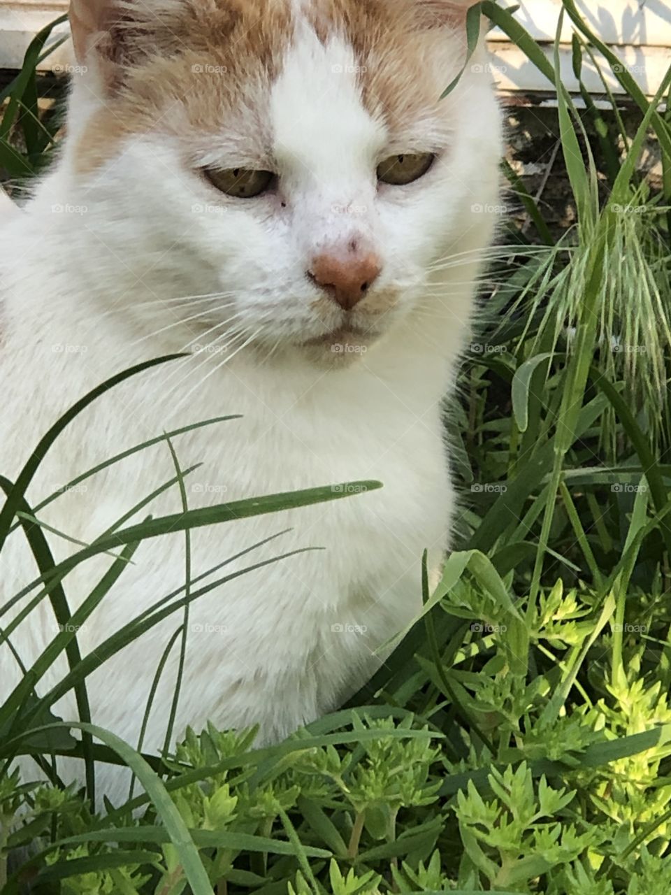 Kitty in soft Springtime weeds