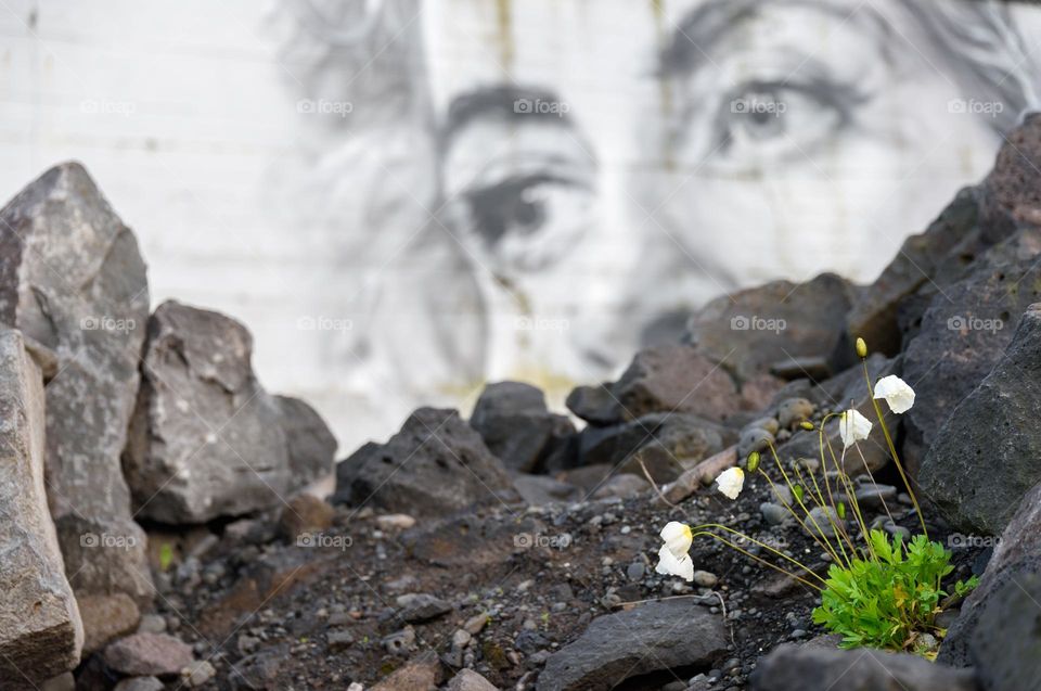 Reykjavik, Iceland – June 3, 2017: Small white poppy flowers and buds blooming in the urban wasteland with female eyes of a  mural on the background in the Western parts of Reykjavik, Iceland in early June evening light.