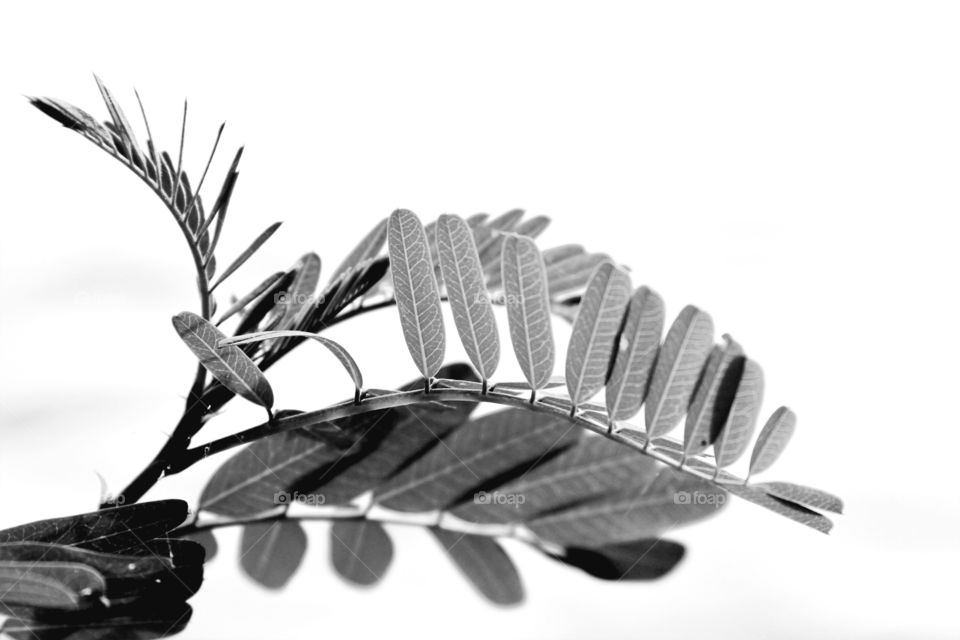 new leaves in black and white.