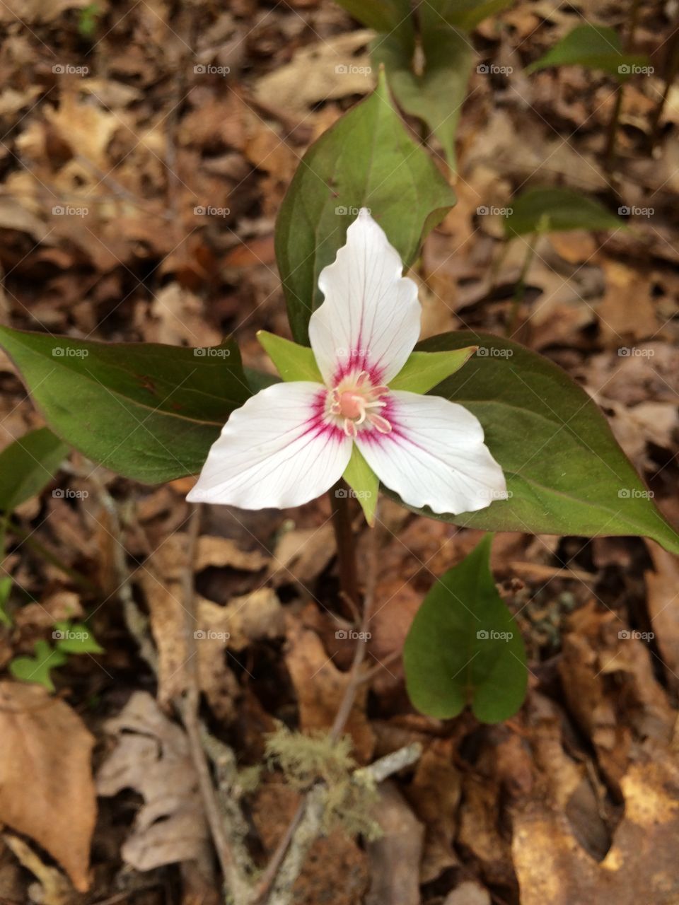 Trillium . Wildflower, Appalachian, Country, Trillium, Flora, fauna, mountains