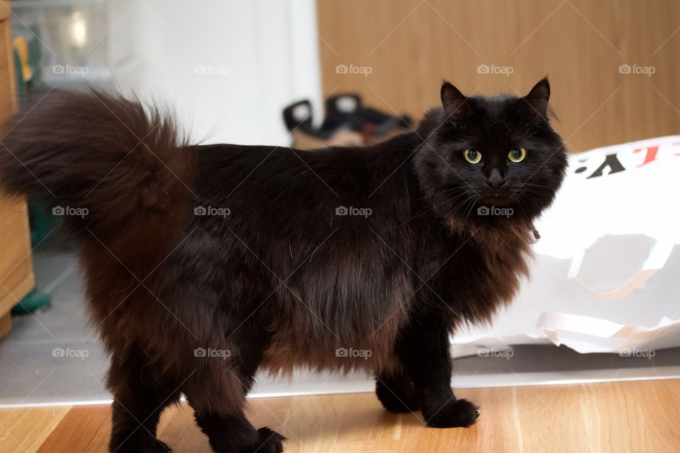 Black Norwegian Forest Cat