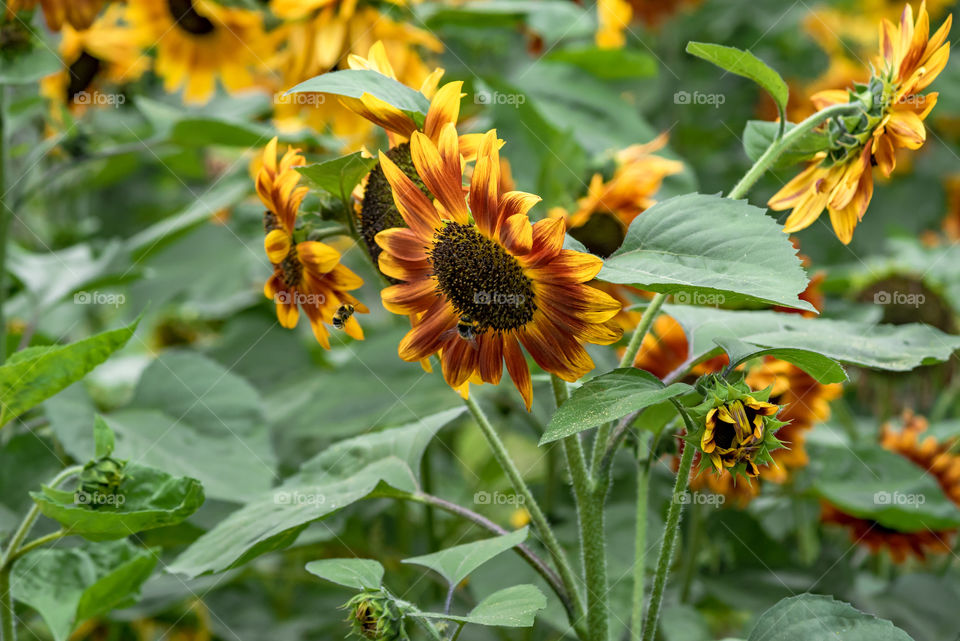 sunflowers bees and bumblebees