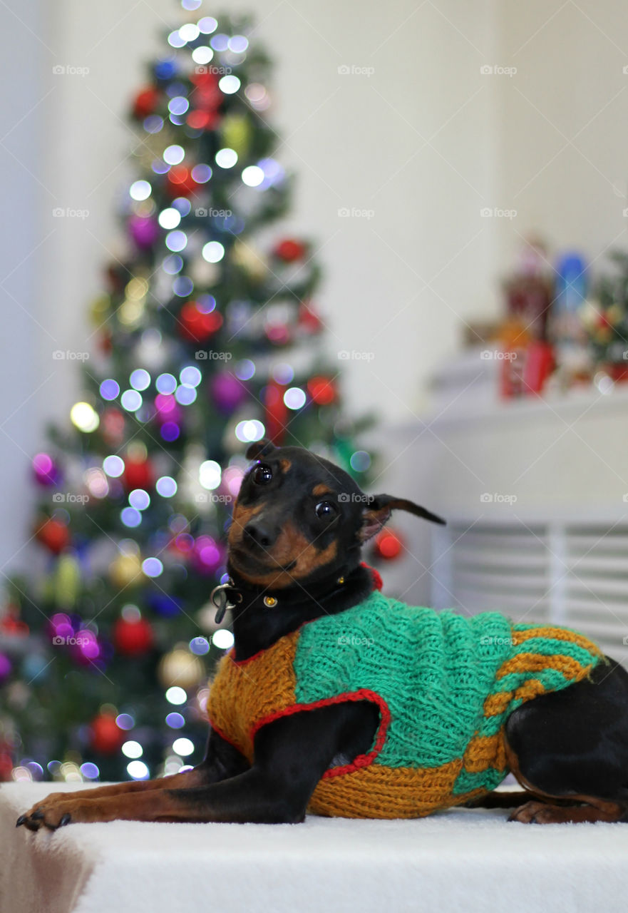 Pinscher