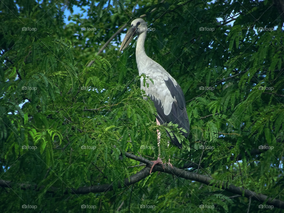 Open billed stork bird