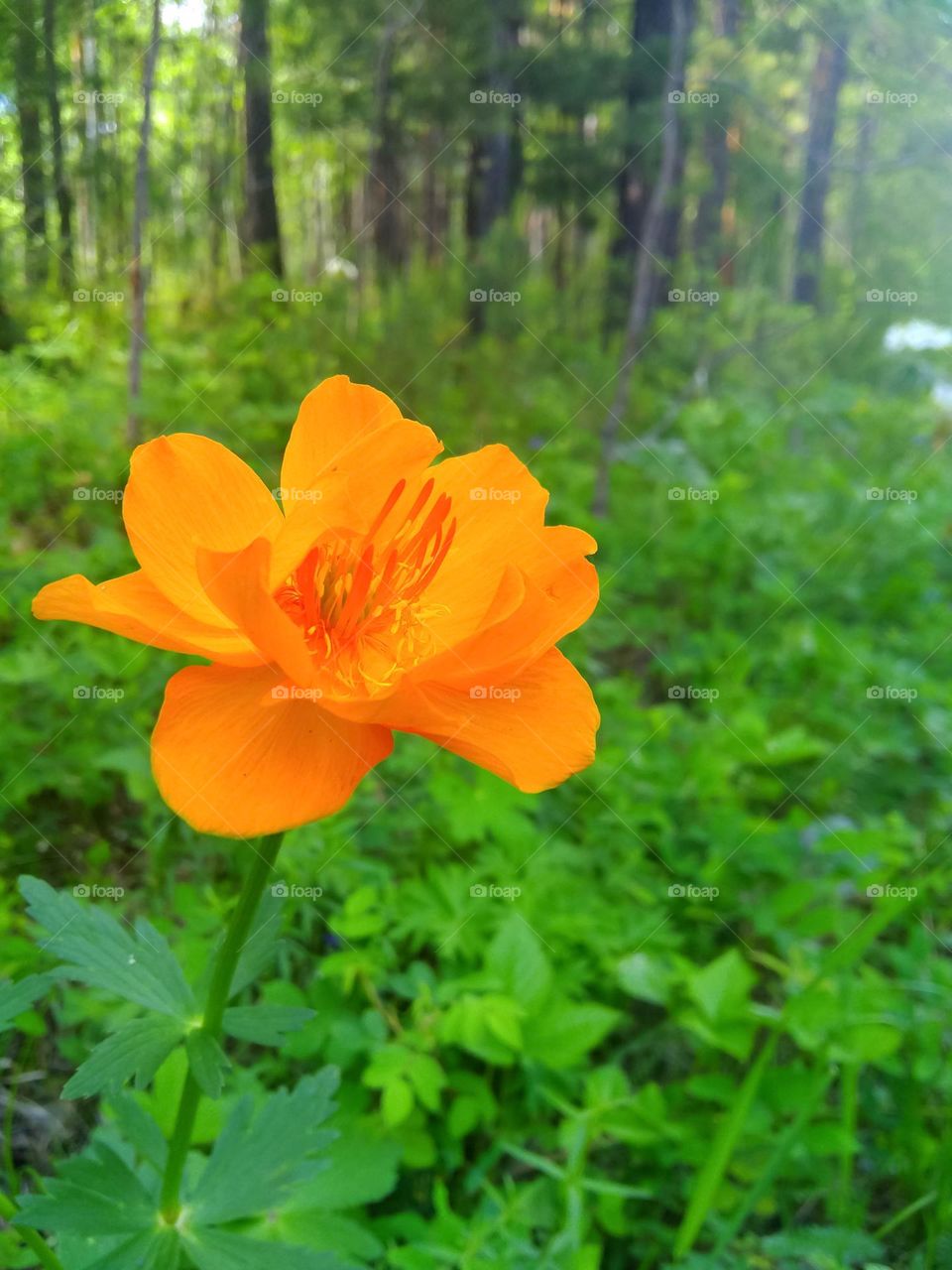 Bright orange flower in the forest