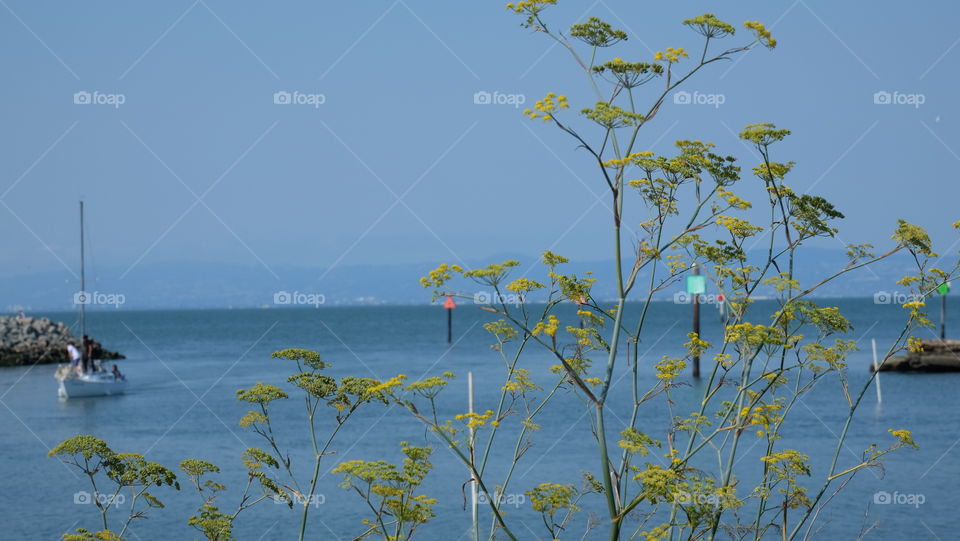 Seascape with wild fennel growing in the right