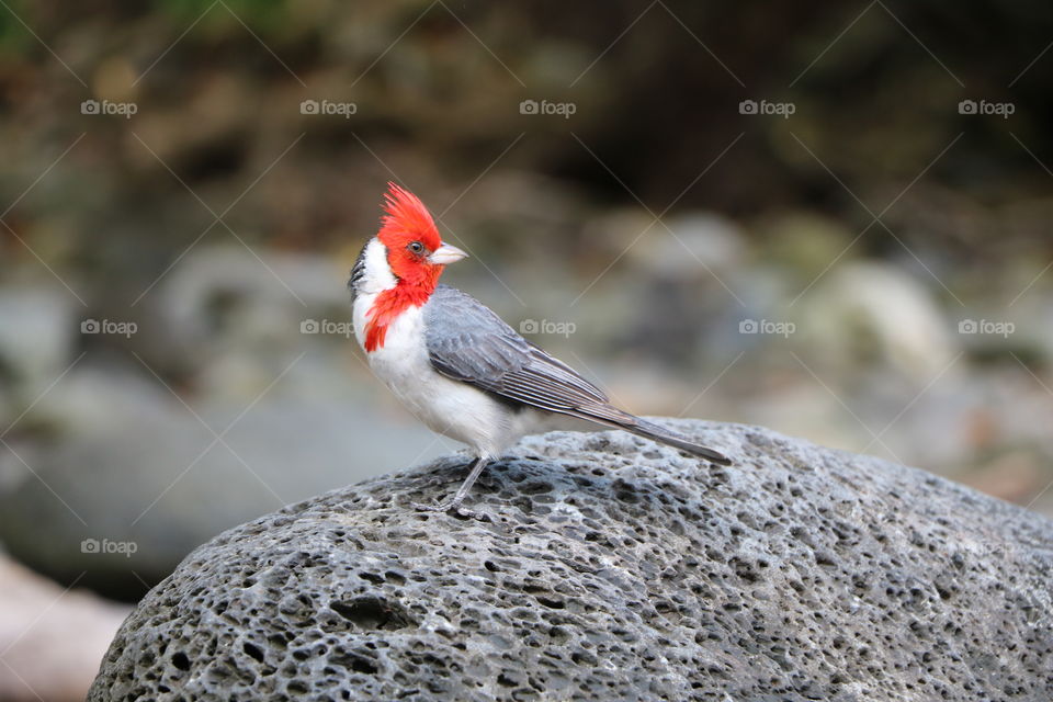 Tropical bird on a rock 