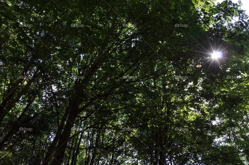 A Forrest.