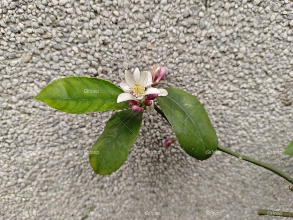 Lemon blossom