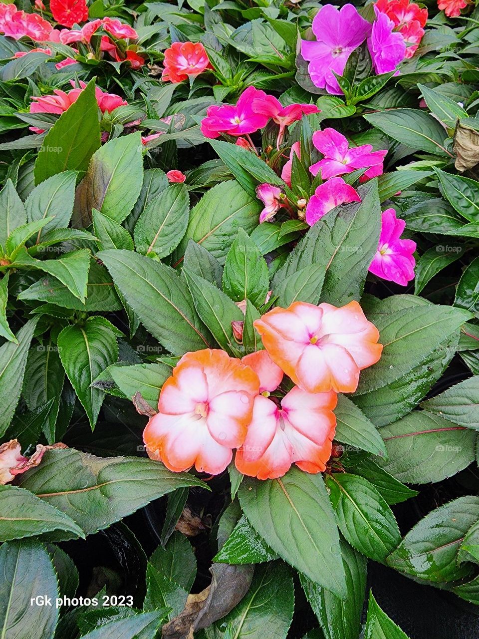 new Guinea Impatience