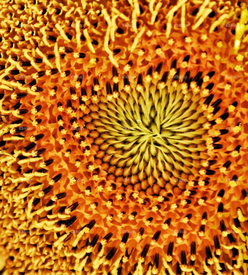 flower sunflower