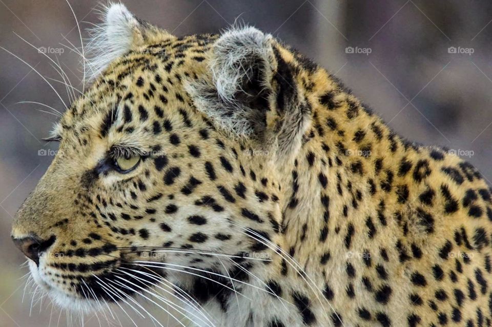 South African Leopard Profile