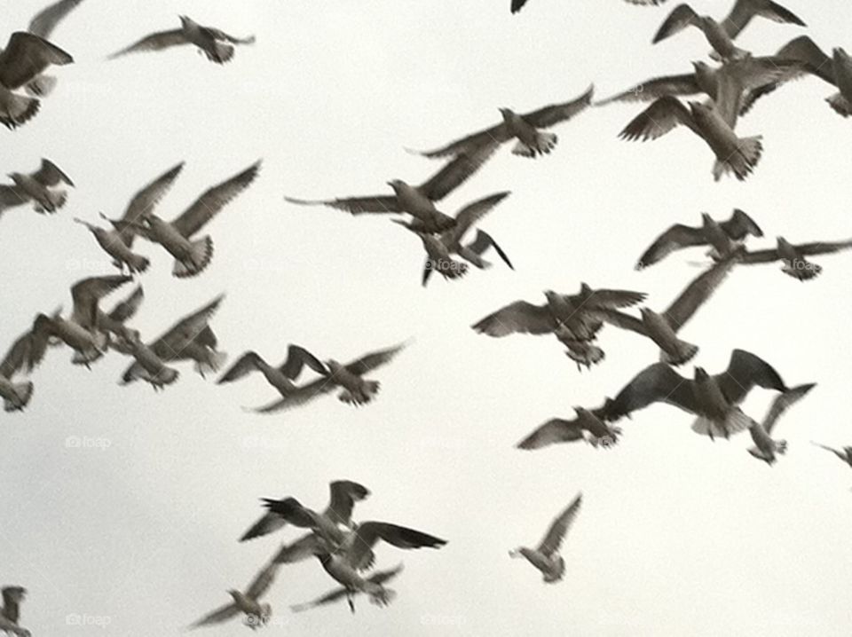 Gulls in Flight. Taken from a post office parking lot!