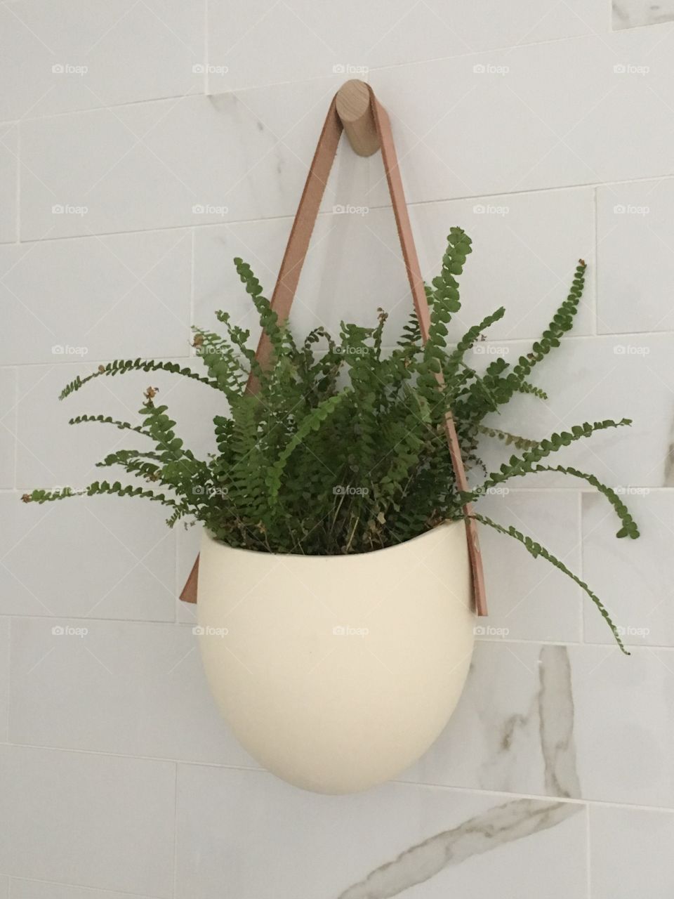 Potted plant hanging on wall