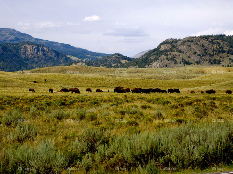 animals buffalo bison united states by refocusphoto