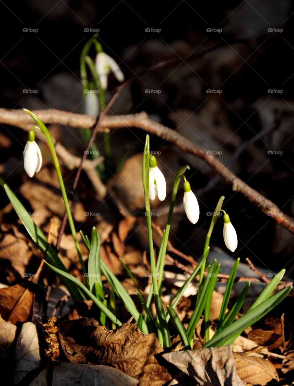 Close-up of snowdrop flowers