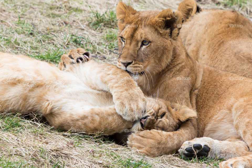 Two cute lion cubs close together hugging each other 