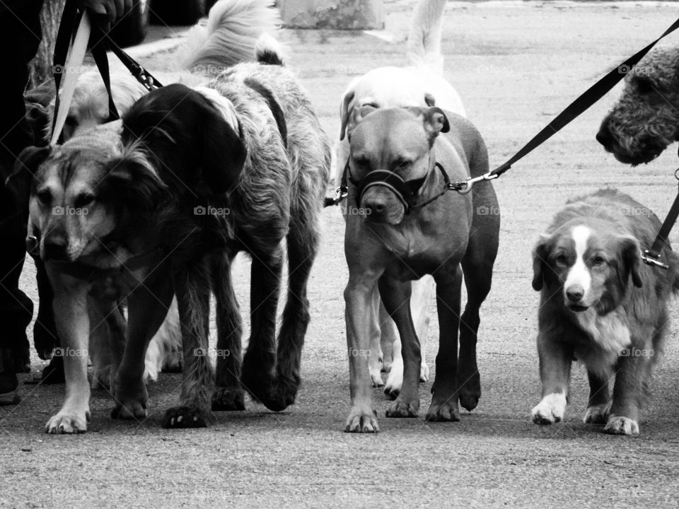 A pack of multi dogs walking on the street at Riverside Park New York, black and white.