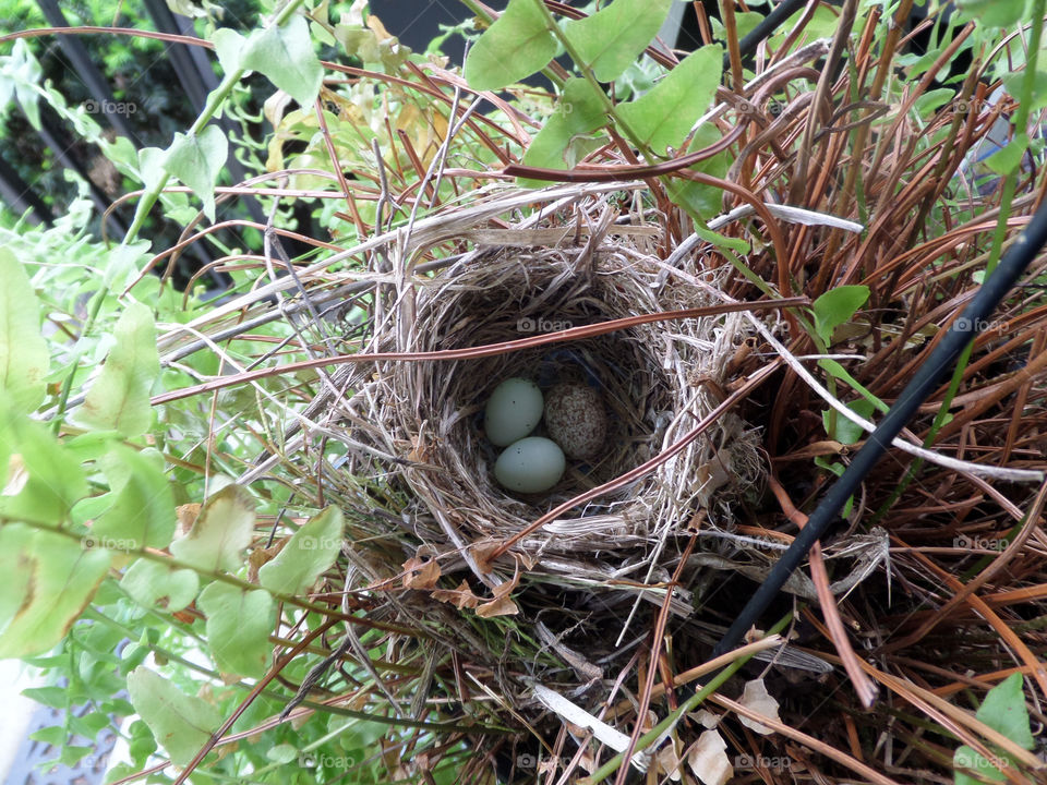 Cowbird egg in robin nest