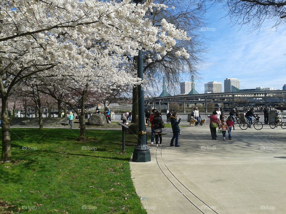 Cherry blossoms blooming on the riverside promenade in Portland, Oregon. Early spring brings back the outdoor market at Kilgore Fountain and increased foot traffic. The iconic twin glass towers in the distance, above the Interstate 5 bridges, are the Portland Convention Center.