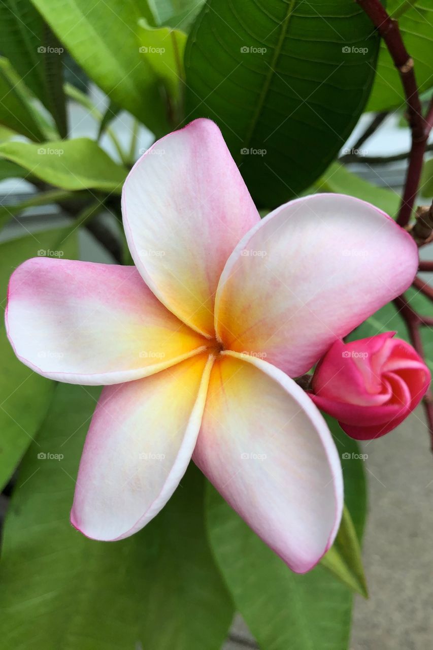 Beautiful flowers and buds