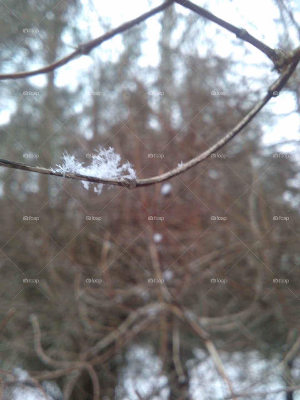 fresh snow flake