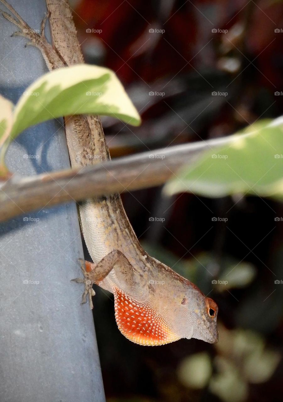 Brown male lizard anole with orange with orange red dewlap seen upside down from metal pole in garden close-up.